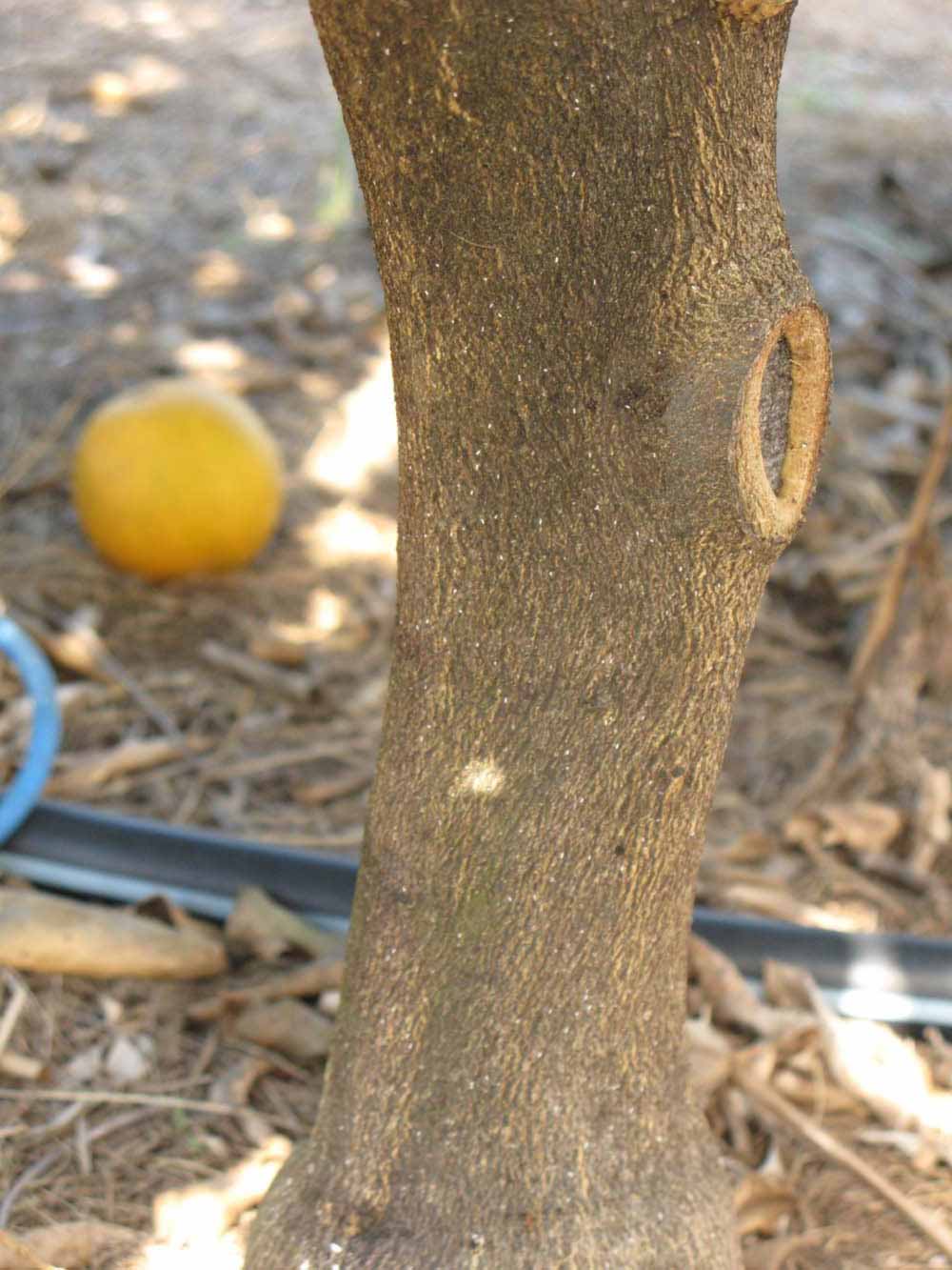              Bark (Winter Haven, FL)       